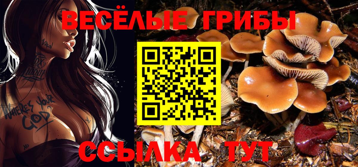 Псилоцибиновые грибы прущие грибы Гусев